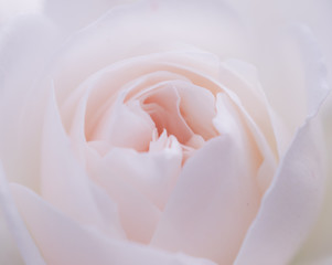 Unfocused blur rose petals, abstract romance background, pastel and soft flower card  