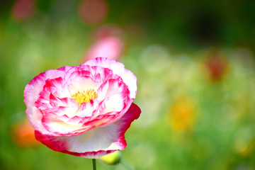 ピンクのポピー