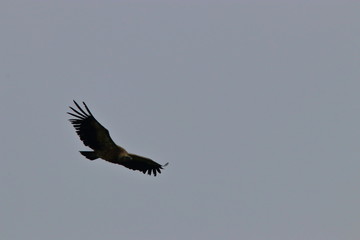 Obraz premium griffon vulture flight, gyps fulvus specie in Pyrenean sky