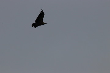 griffon vulture flight, gyps fulvus specie in Pyrenean sky