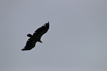 griffon vulture flight, gyps fulvus specie in Pyrenean sky
