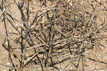 Dry branches on the sand beach
