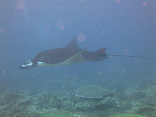 Manta raya nadando 