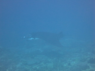 Manta raya nadando 