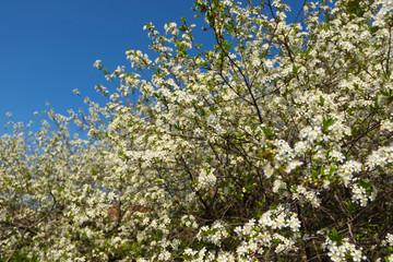 Beautiful white cherry blossom blooming in the garden.