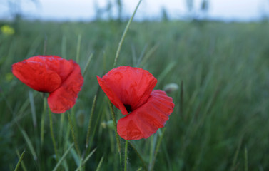 red poppy in a green field