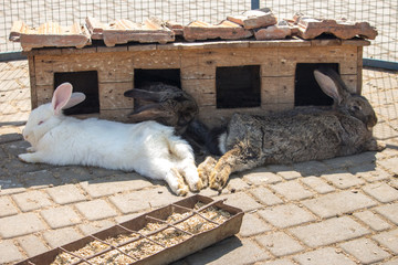 Three adorable rabbits sleeping near feeding trough. Cute resting bunnies. Domestic animals...
