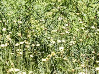 Meadow full of yellow flowers as nature background.