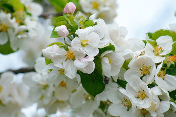 Beautiful blooming flowers isolated with blurred background