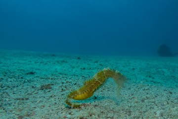 Sea ​​horse in the Red Sea Colorful and beautiful, Eilat Israel