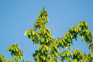 Branches with green leaves against clear blue sky.