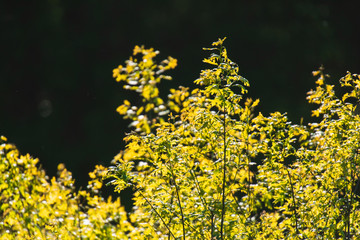 Bushes in backlight in sunny spring.
