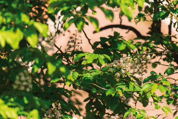 Close-up of leaves of tree in spring.