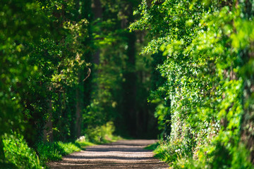 Path in sunny spring forest.