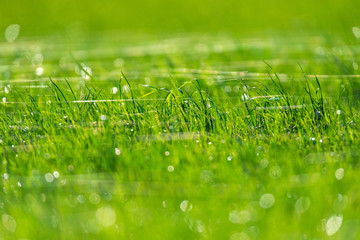 Closeup of cobweb in sunny spring meadow.