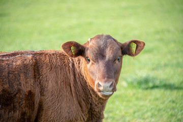 Brown Cow In Early Morning Sunshine