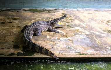 Crocodile that opens the mouth waiting for food