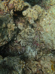 Ecosistema lleno de vida