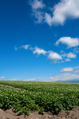 Fototapeta na wymiar 白い花が咲くジャガイモ畑と青空
