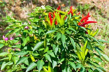 Spice red fruits