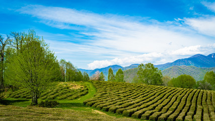  Tea plantations in the valley among the hills