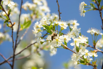 Honeybee And White Flowers . Honey bees collecting pollen and nectar, pollinating plants and flowers.