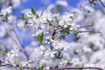 Obraz premium Cherry twigs with white blossoms and a bee on the flowers bloom close-up, spring time.