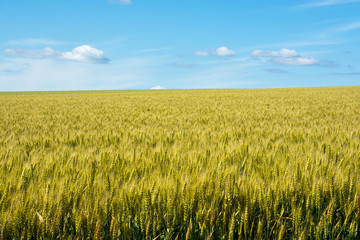 青空とムギ畑