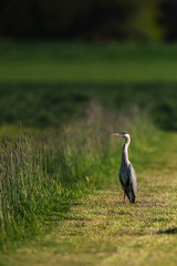 Grey heron in sunlight in fresh mowed meadow.