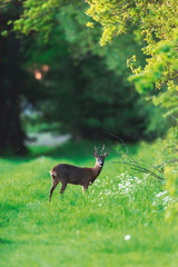 Roebuck on forest pathway in spring.