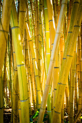 Bamboo forest. Natural background. bamboo plant