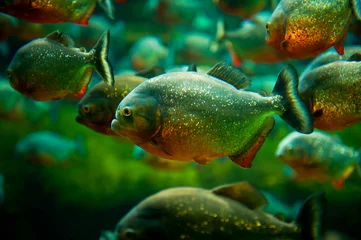 Wall murals Green Piranhas in the water