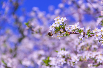Beautiful Cherry blossom in full bloom over blue sky background in spring time