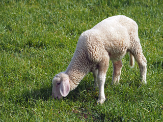 Lamm