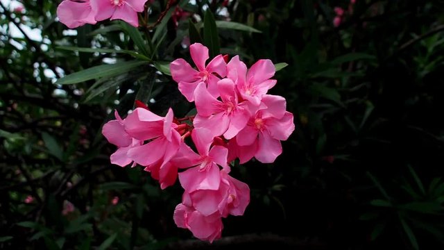 Oleander flowers are beautiful but are poison.