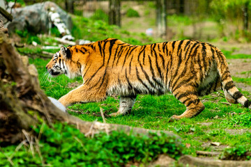 beautiful tiger in zoo. tiger in the natur