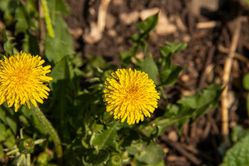 Bright yellow dandelion flowers and green leaves background fresh grass texture spring blooming nature outdoor blossom summer. Bright yellow dandelion flowers
