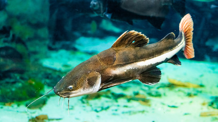 catfish in the aquarium