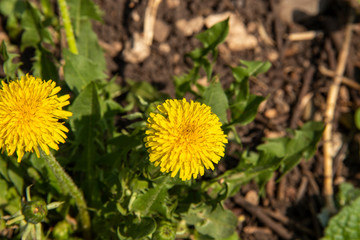 Close up of blooming yellow dandelion flowers Taraxacum officinale. In garden on spring time