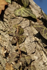 Isolated Ivy on the tree
