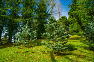 Fototapeta premium Beautiful forest with different trees