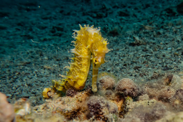 Sea ​​horse in the Red Sea Colorful and beautiful, Eilat Israel