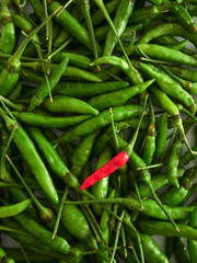 A Red Chili pepper with Green chili peppers