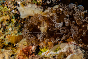 Coral reefs and water plants in the Red Sea, Eilat Israel
