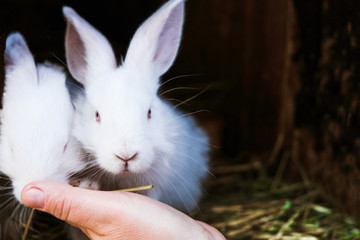Fototapeta premium Two white little rabbits and a woman's hand that cares for them. Household. Close up.