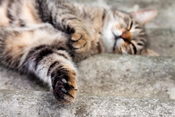 Tabby cat lying on a slate roof and resting