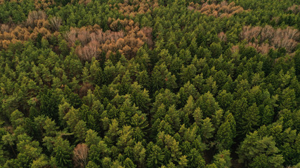 Aerial top view of spring green trees in forest background, Russia. Drone photography. Coniferous and deciduous trees. Beautiful panoramic photo over the tops of pine forest.