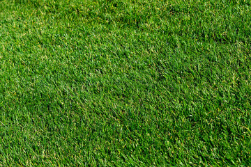 Background of a green grass. Green grass texture