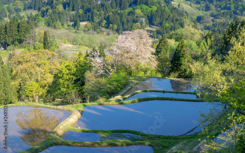 蒲生の棚田 田植え前頃の春の景色 Wall Mural Wallpaper Murals Omune 蒲生の棚田 田植え前頃の春の景色 Wall Mural Wallpaper Murals Omune
