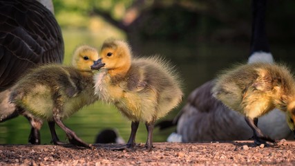 Goslings 